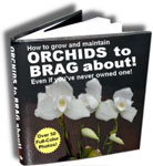 Orchids to Brag About!